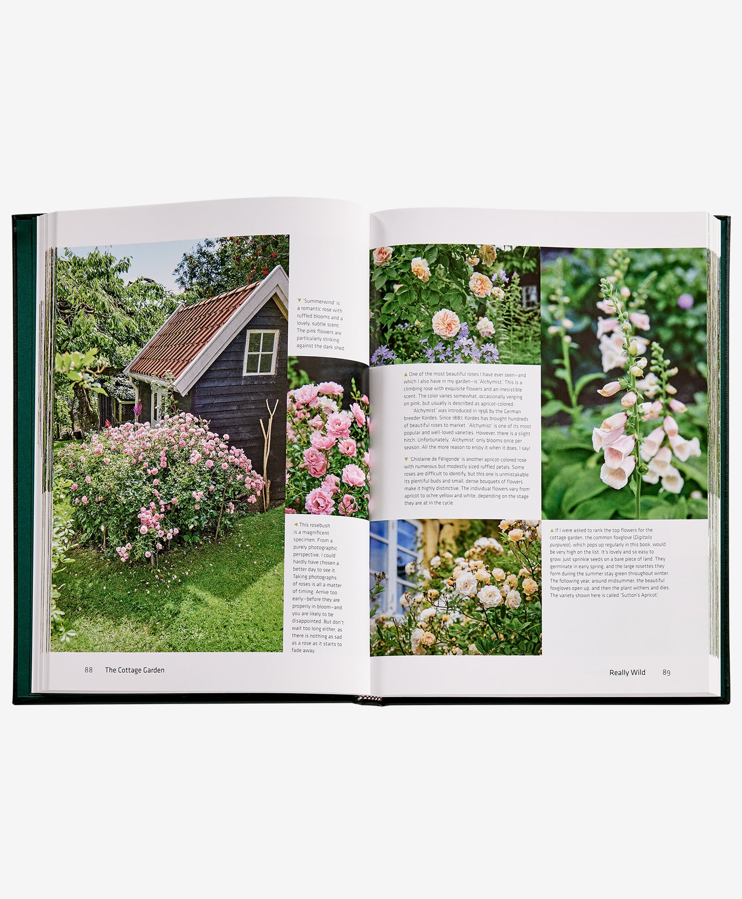 The Cottage Garden