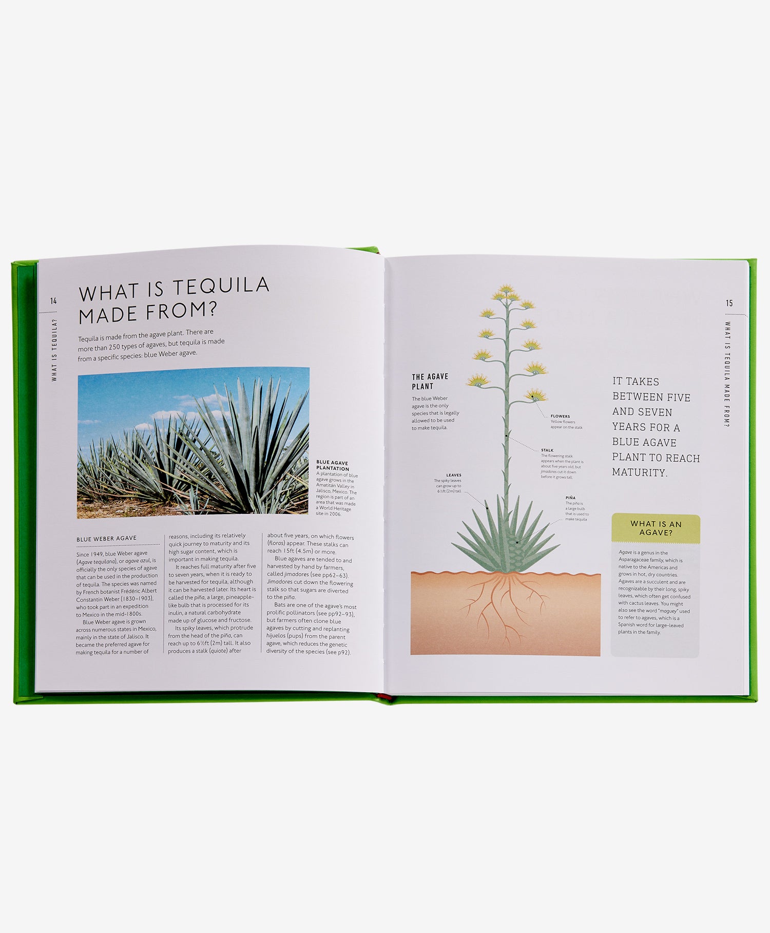 Tequila: A Tasting Course